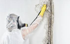 Best Mold Documentation for Insurance Claims  in , TN